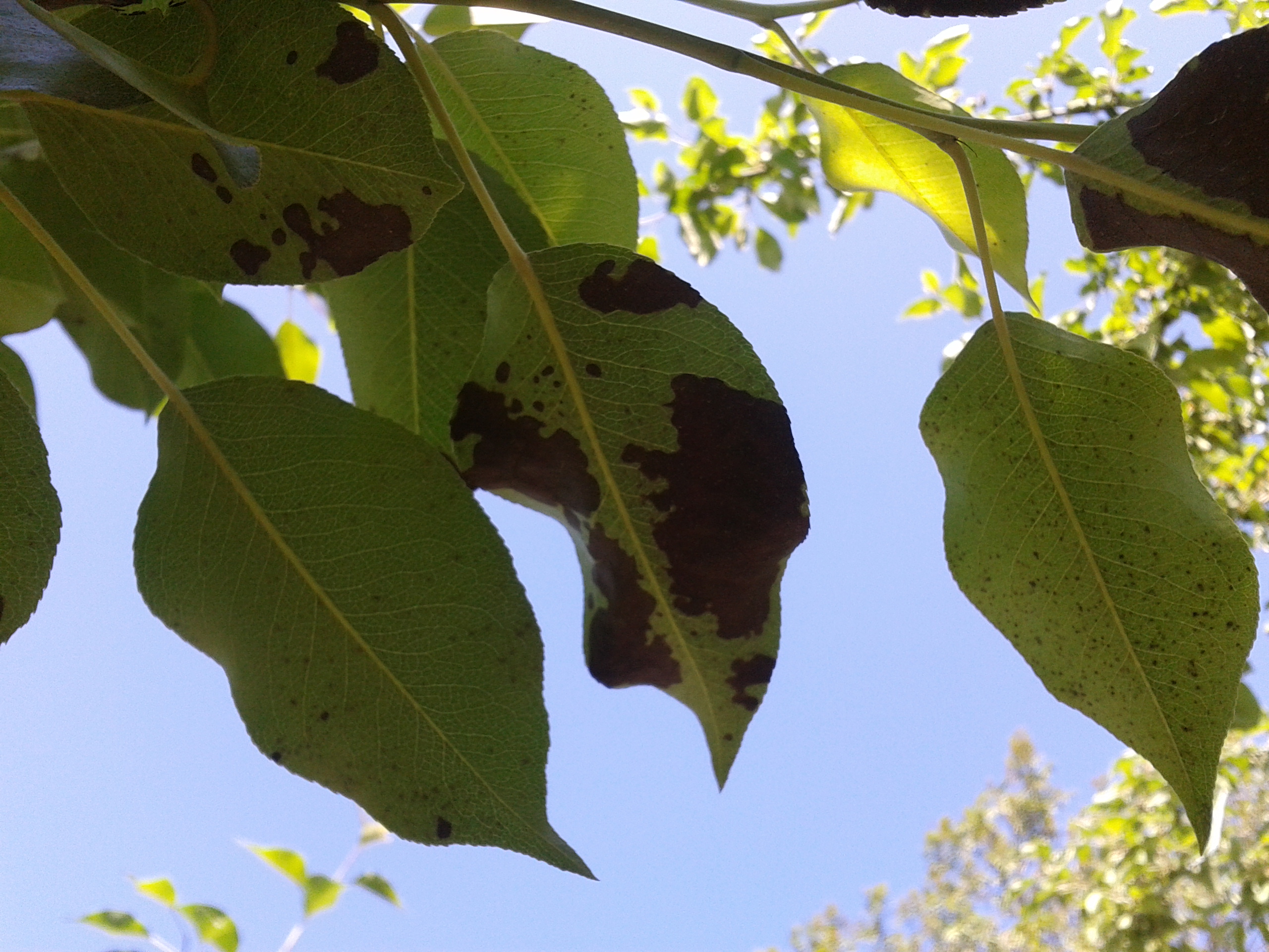 Листья груши