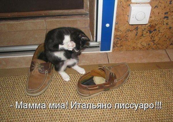 Поговорим о Кошках 18 Поговорим о Кошках 18