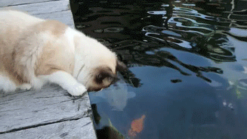 http://s1.hostingkartinok.com/uploads/images/2014/01/f5d1e1899da8d09ee182ec0f27644b50.gif