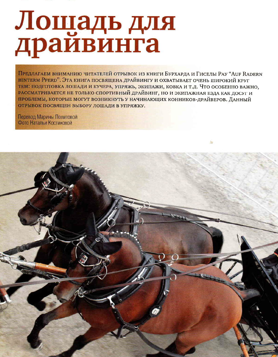 Лошадь для драйвинга (КМ 7-2008) 