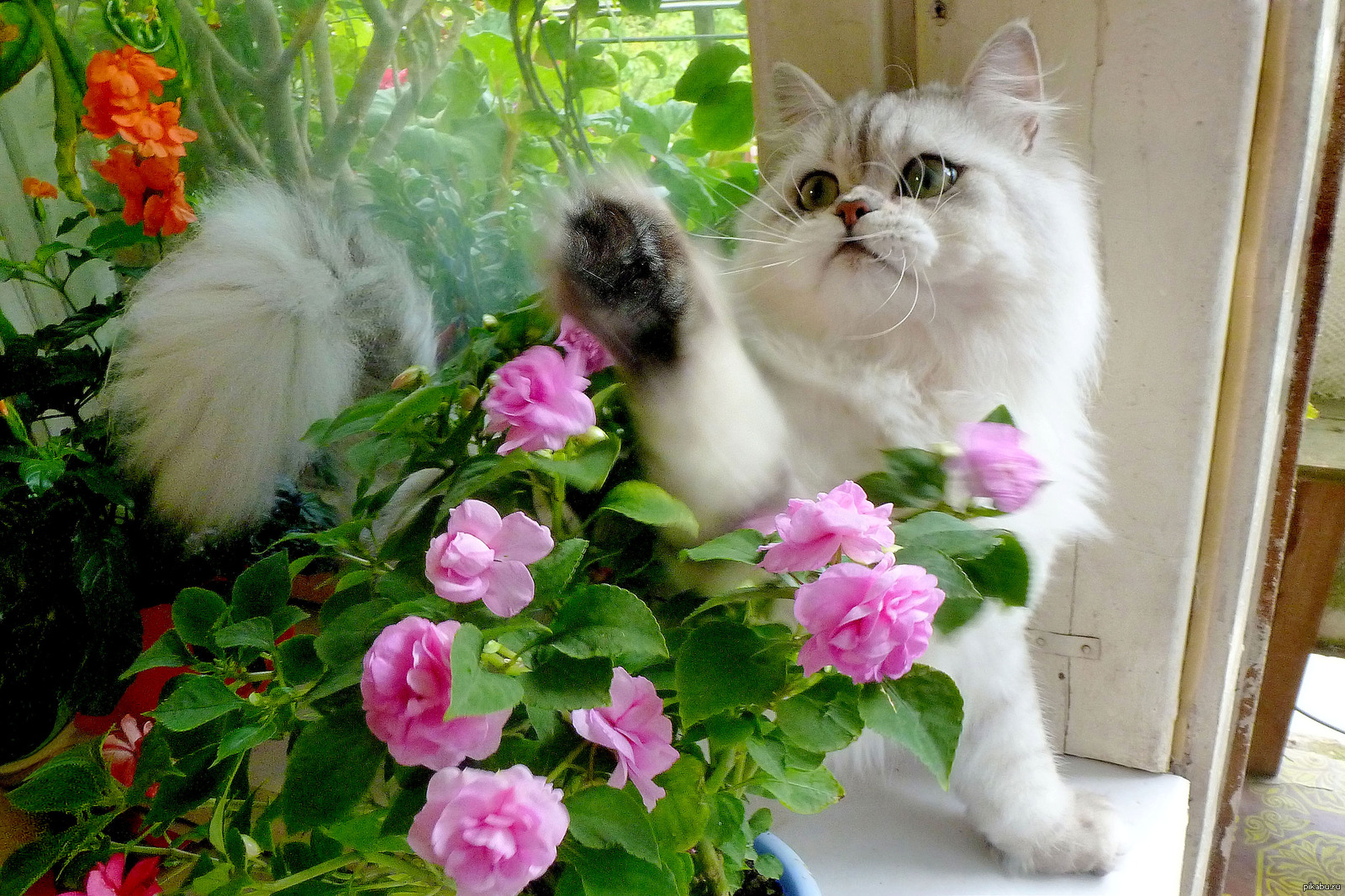 Кошка с цветочком