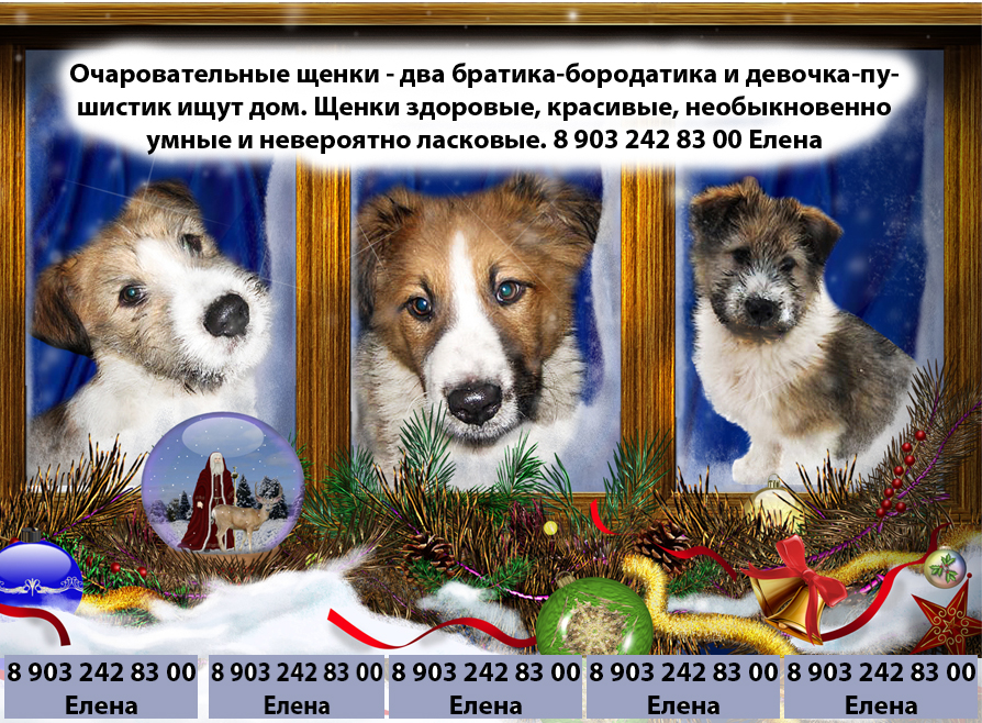 Форум о собаках. Форум о собаках