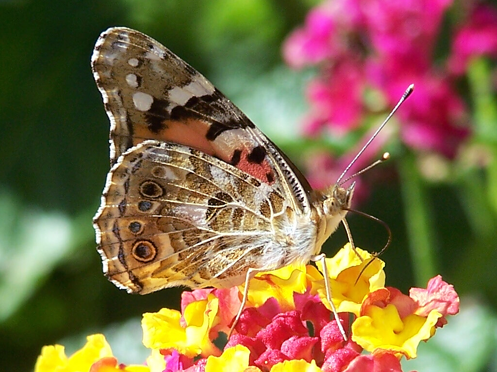 La primavera allegro. Alpine Butterflies animal. Primavera 15. Wallpaper la Primavera.