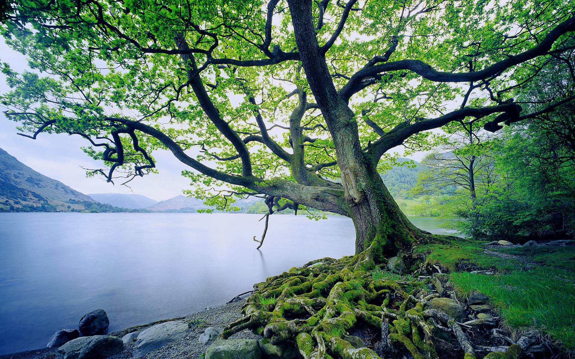 Beech Trees Along the Saliencia River, Somiedo Natural Park, Asturias, Spain бесплатно