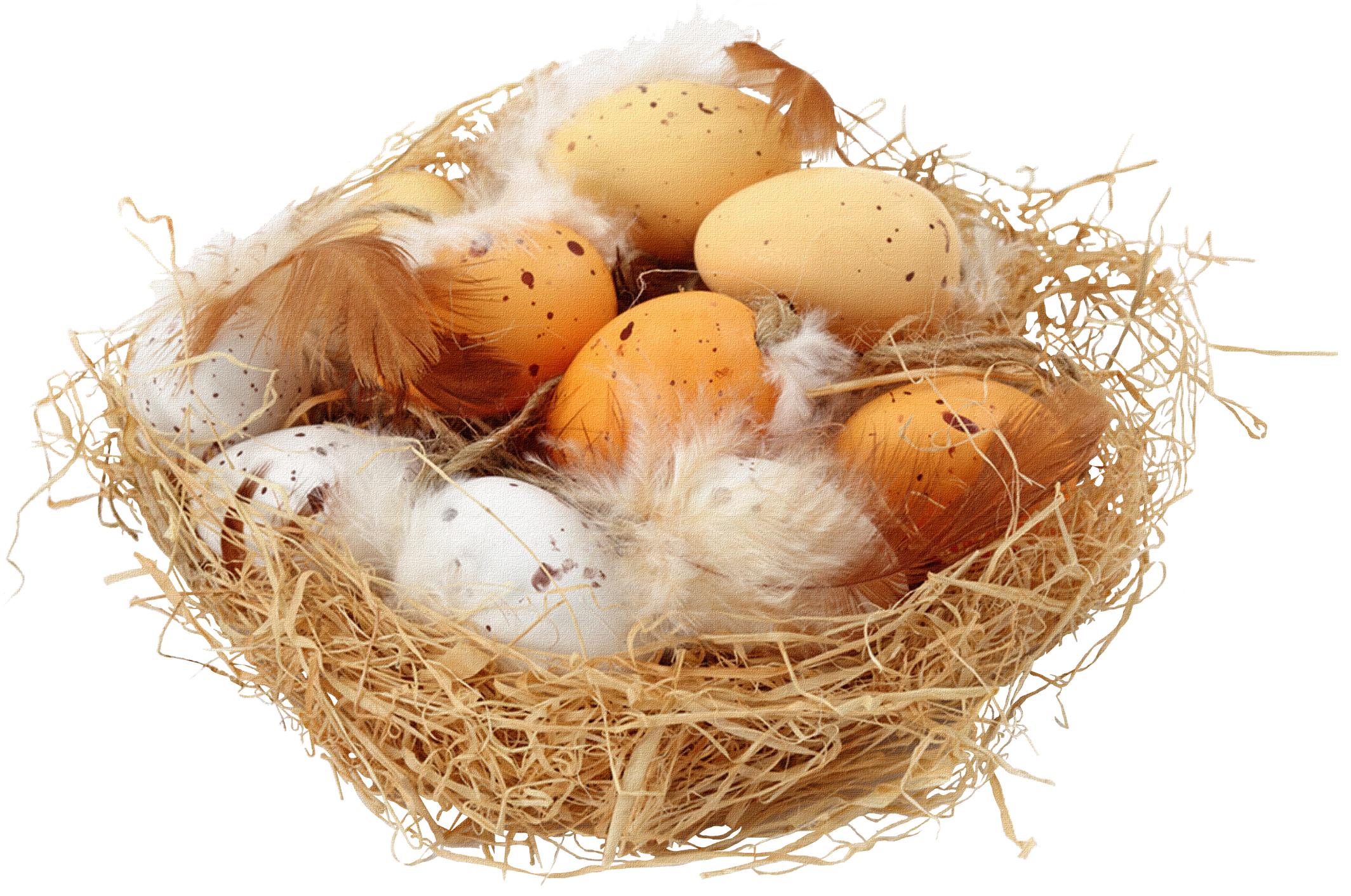 К чему снятся яйца куриные в гнезде. Гнездо с яйцами на белом фоне. Куриные яйца в гнезде. Гнездо с яйцами. Цыпленок в гнезде.