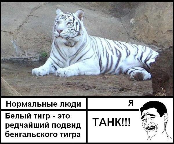 Картинки, картинки пв смешные