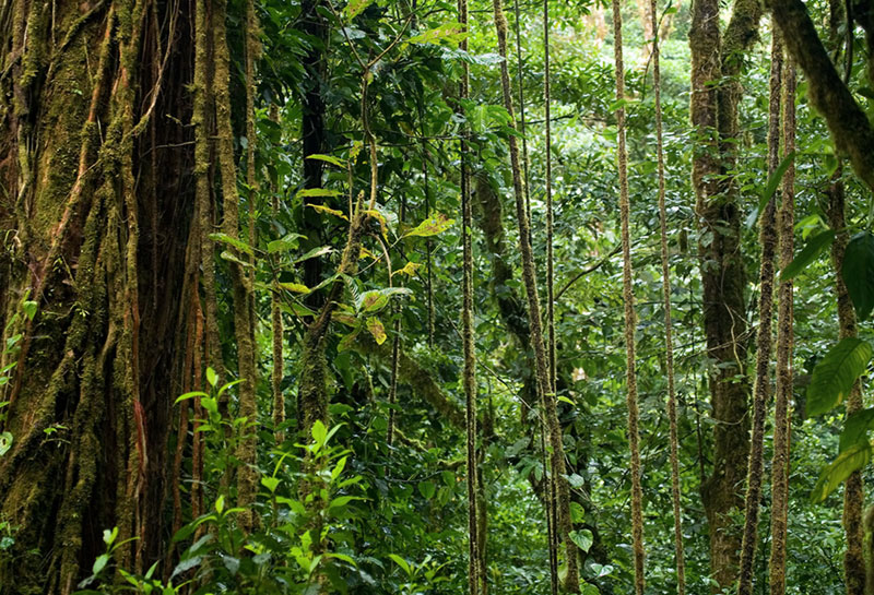 Тропики 2. Южная Америка Сельва лианы. Гилея Африка лианы. Лианы в экваториальном лесу. Экваториальный лес Африки лианы.