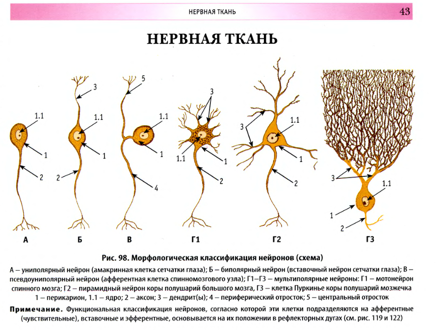 Деление нервных клеток. Морфологическая классификация нейронов гистология. Схема морфологической классификации нейронов. Классификация нервных клеток по форме. Морфологическая классификация нервной ткани.