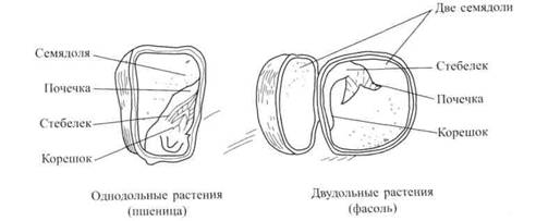 Семя гороха рисунок. Строение семени гороха схема. Схема строения семени кукурузы. Внешнее строение семени гороха. Строение семени кукурузы рисунок.