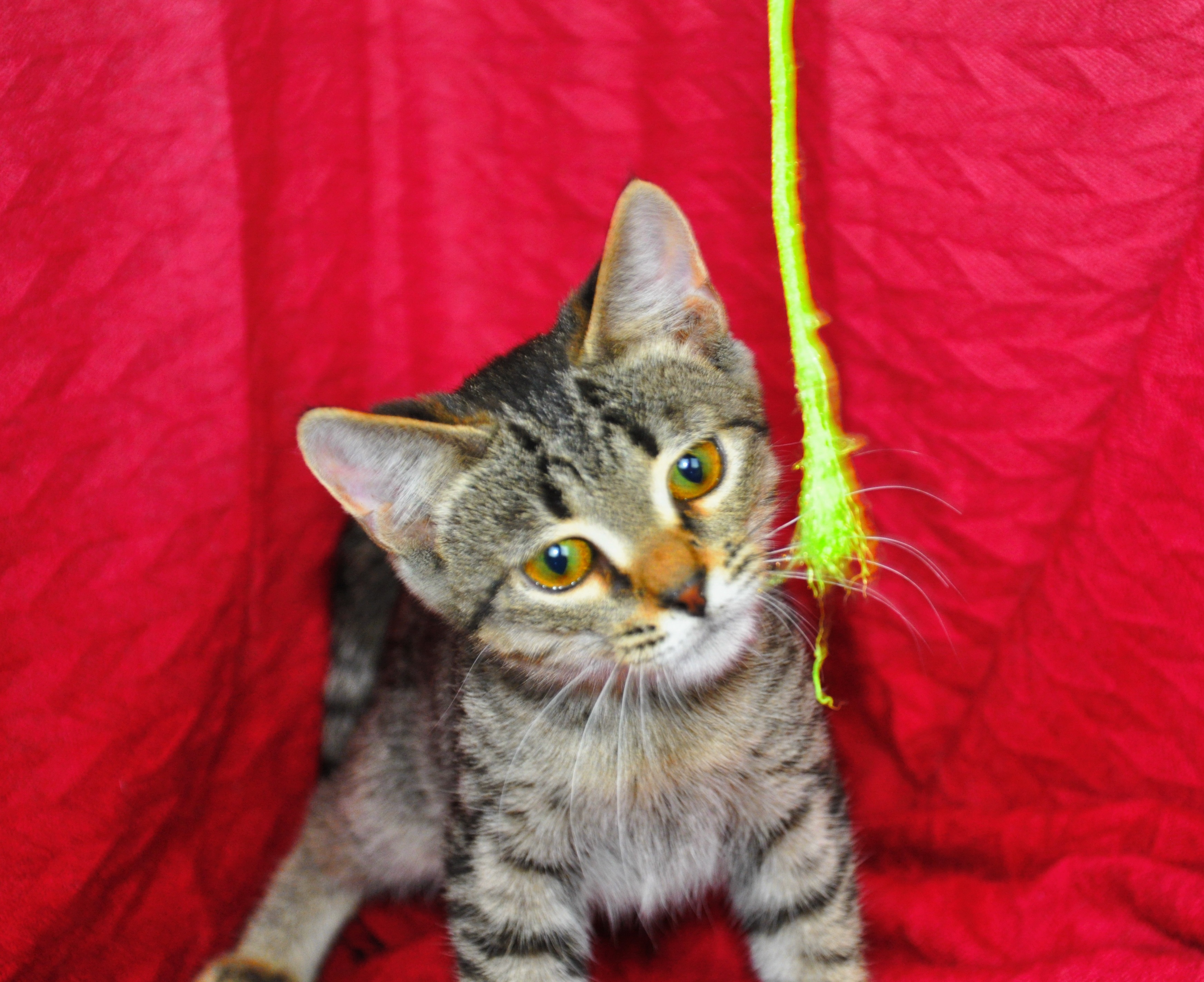 5 месяца. кошки смоленск. котята в добрые руки смоленск. котята даром г. мински котята.