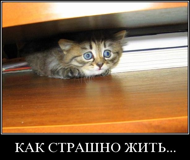 http://s1.hostingkartinok.com/uploads/images/2012/12/7f91187fcc1518b87f1be90dc19df76a.jpg