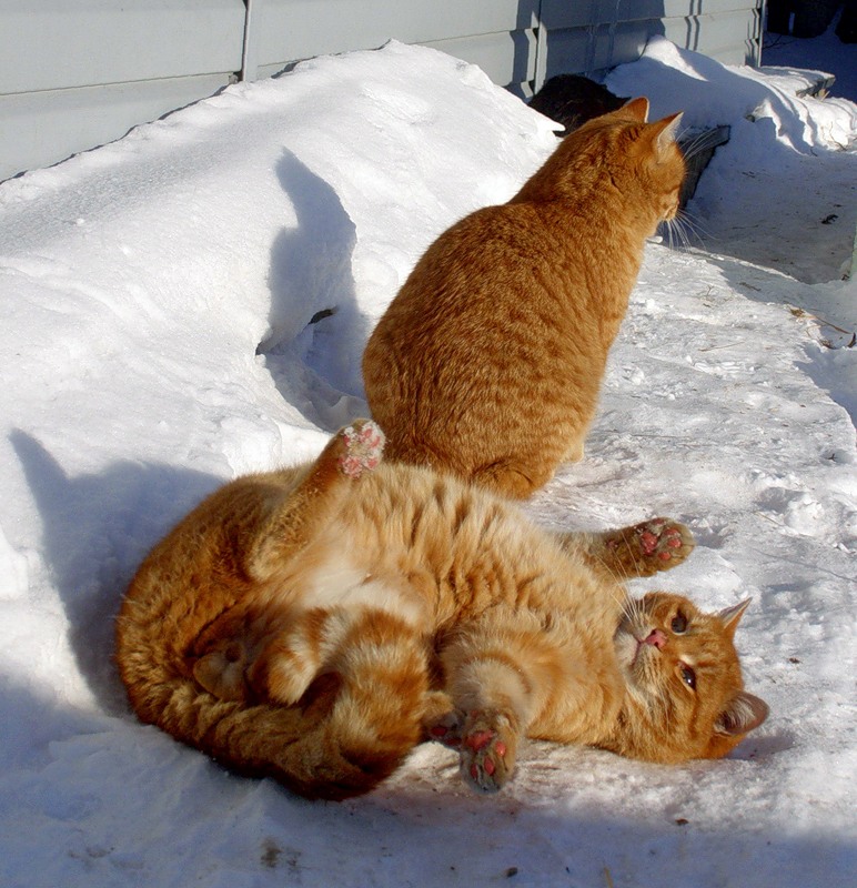 Фото Кота Зимой