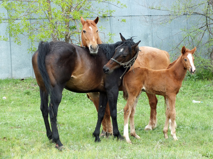 Horse family. Лошадиная семья. Семейка лошадей. Семья лошадей 4. Семейка лошадей фото.