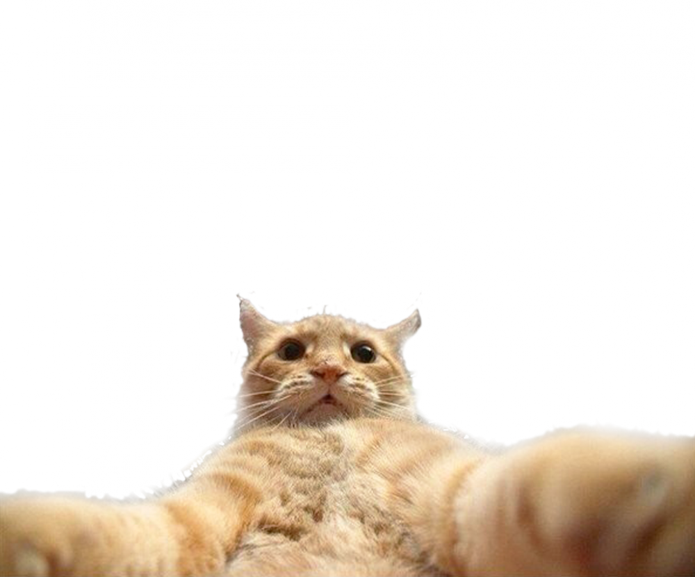 Смешные пнг картинки для фотошопа