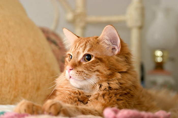 Рыжий кот официальный сайт