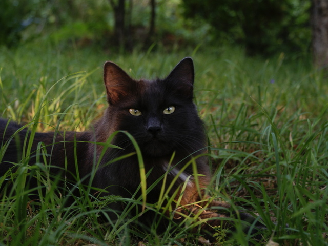 природа животные кот котенок черный бесплатно
