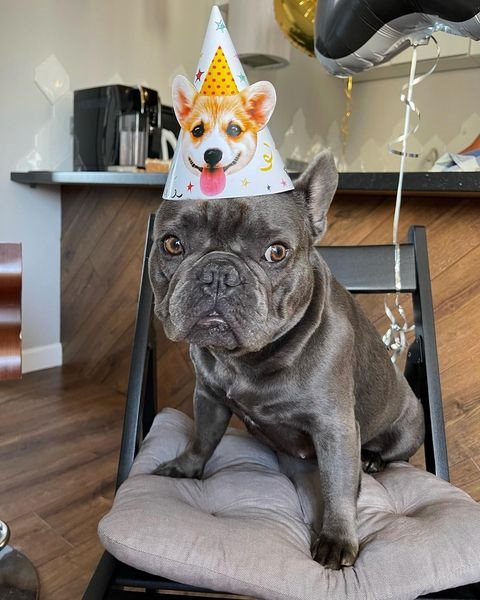 Марина Африкантова отметила день рождения своей собаки