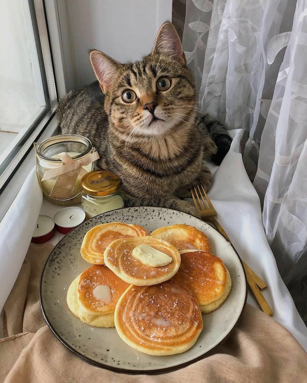 Завтрак с котом