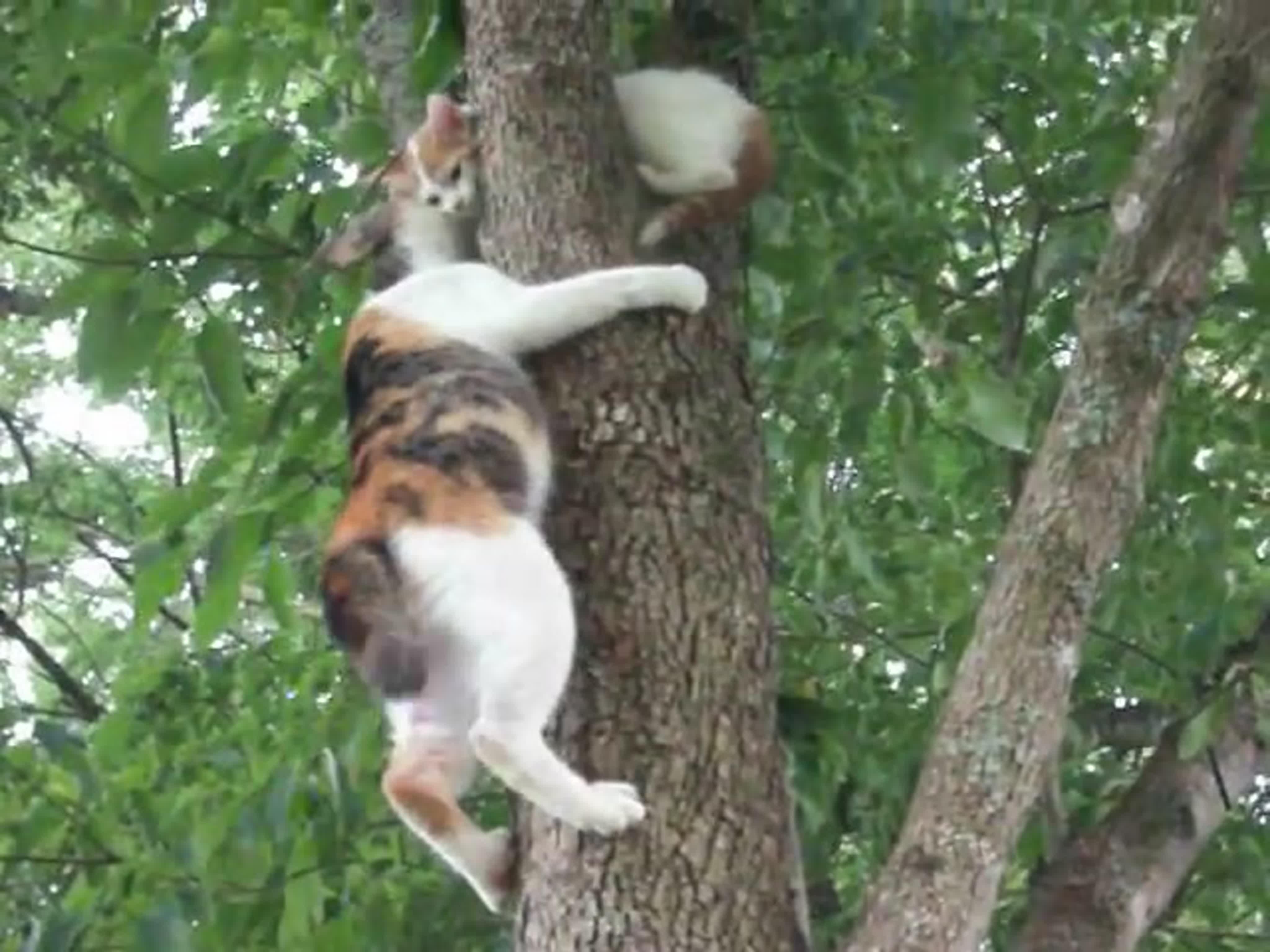 Кошка спасает котенка с дерева