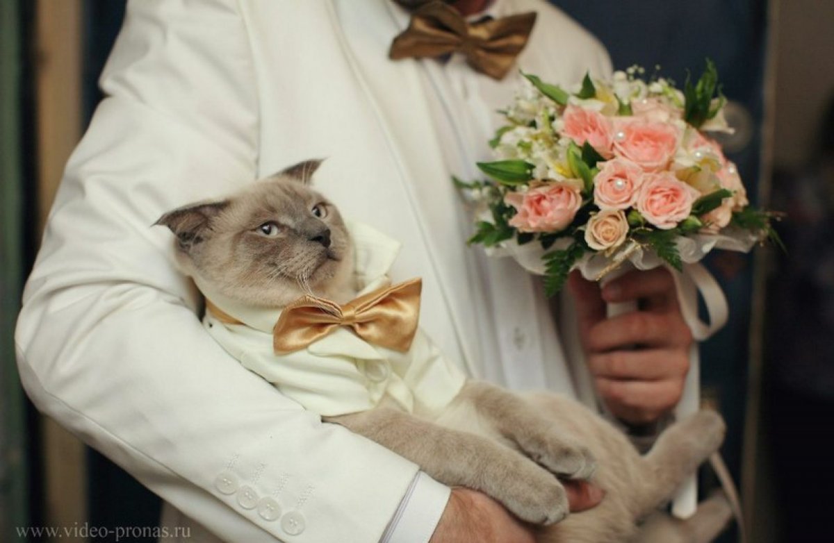 Кошки выходят замуж. Коты в свадебных нарядах. Кошачья свадьба. Кот жених. Кошка невеста.