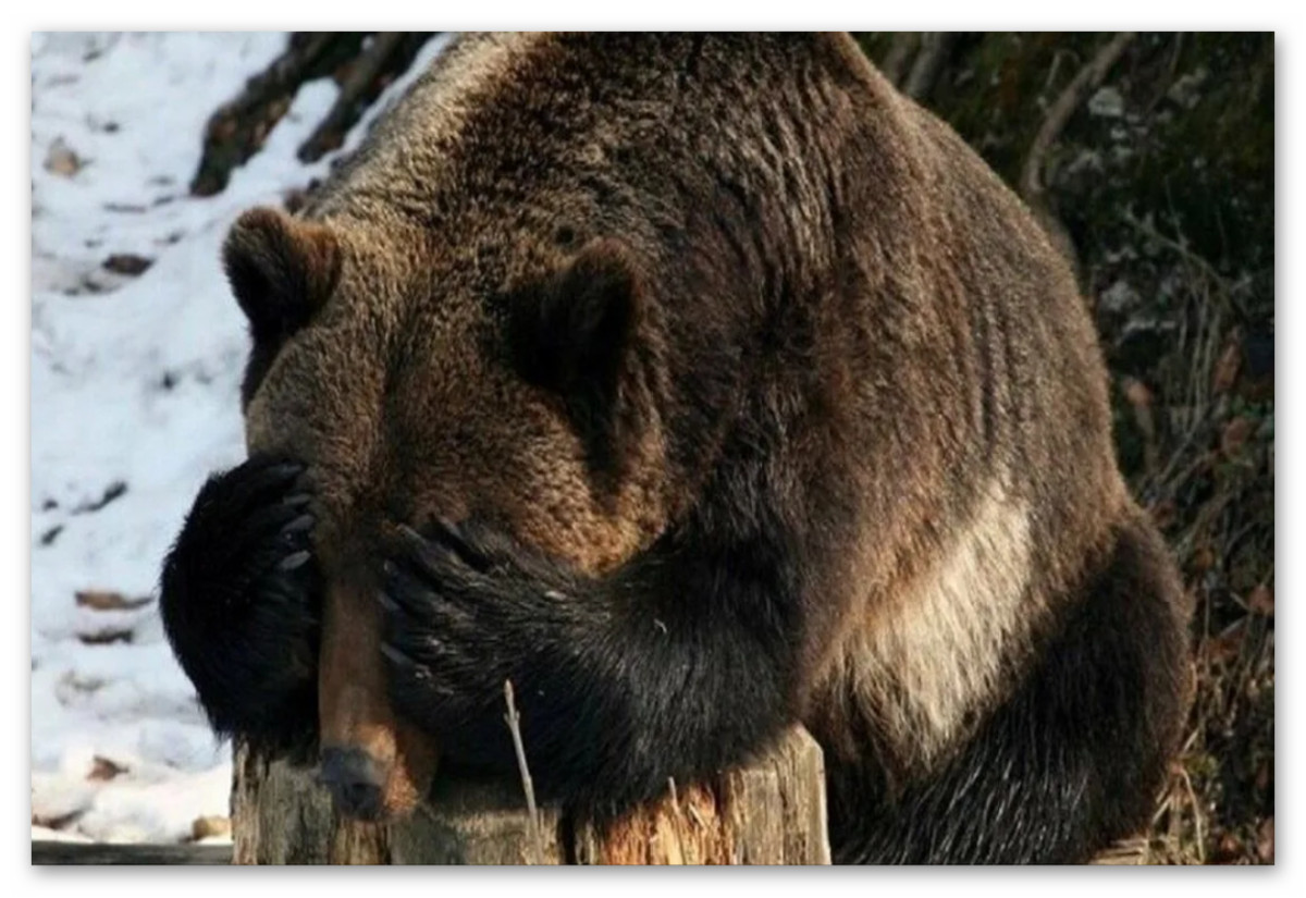 Канадская рысь бурый медведь лось бальзамическая