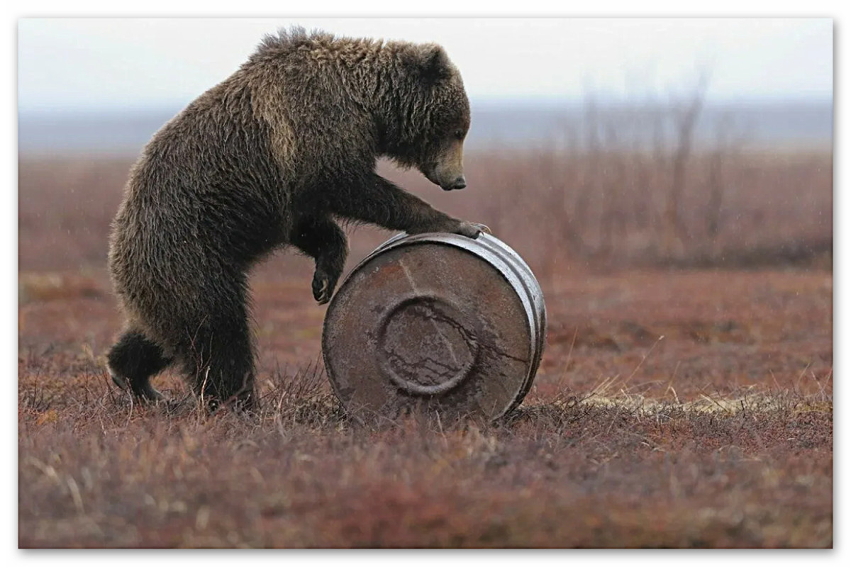 Качу бочку. Медведь с бочкой. Медведь с фотоаппаратом. Медведь на бочке. Медведь тащит медвежонка.