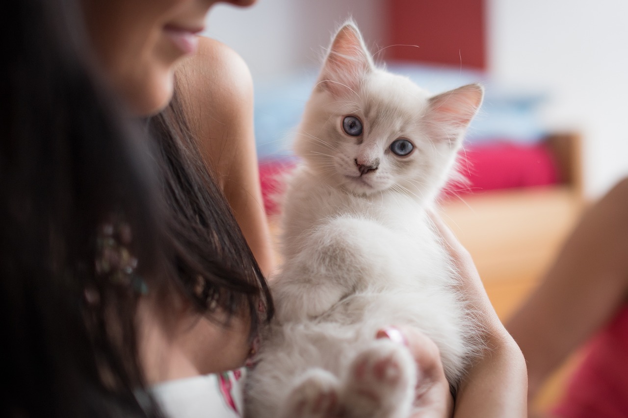аллергия на котят