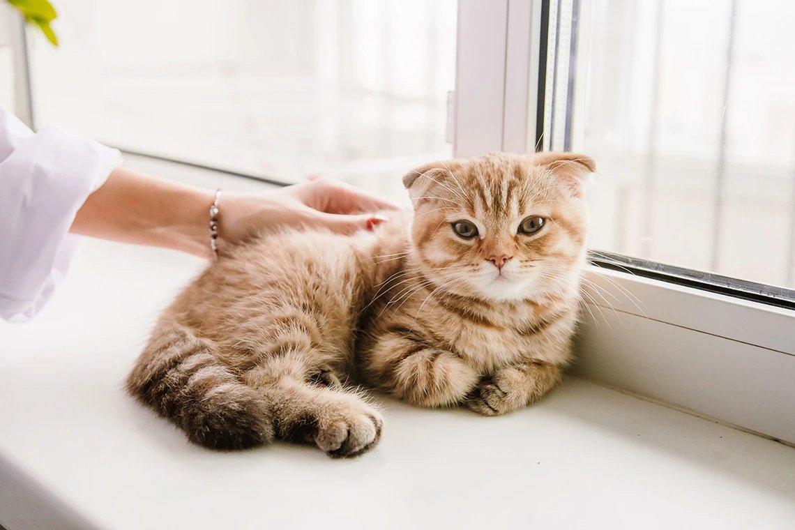 Корм для кошек