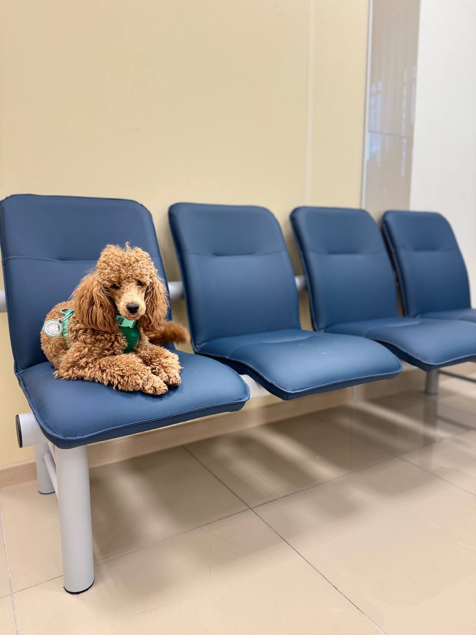 Вакцинация животных: необходимость защиты здоровья питомцев и общества