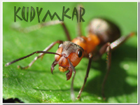 ������ ��� kudymkar