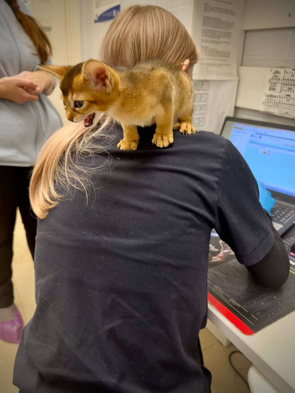 Обзор важности УЗИ сердца для диагностики сердечно-сосудистых заболеваний у собак