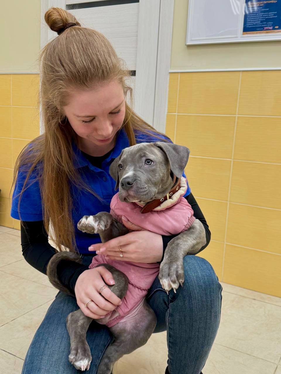 Обзор важности УЗИ сердца для диагностики сердечно-сосудистых заболеваний у собак