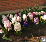 Показать в полный размер