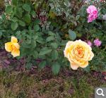 Показать в полный размер