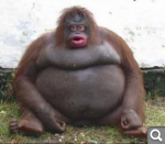 Показать в полный размер