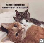 Показать в полный размер