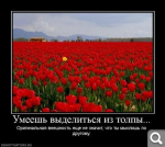 Показать в полный размер