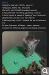 Показать в полный размер