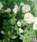 Показать в полный размер