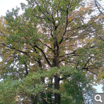 Показать в полный размер