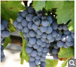 Показать в полный размер